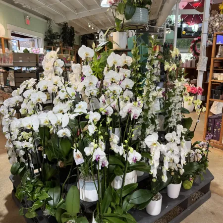 Large display of white orchids in pots inside a bright floral and decor shop with various plants and decorations.