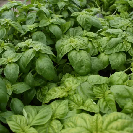 Close-up of lush green basil leaves densely packed in a garden or nursery setting with vibrant, healthy foliage.