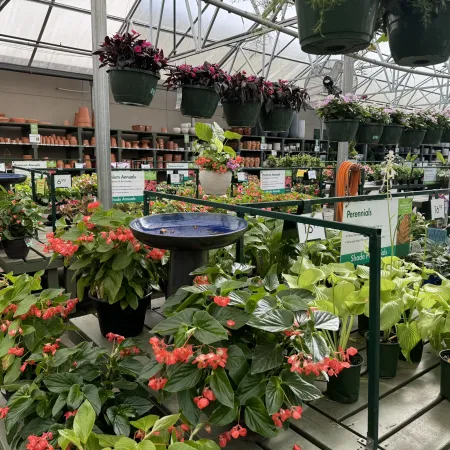 Greenhouse nursery with various potted plants, hanging baskets, and gardening supplies under glass roof
