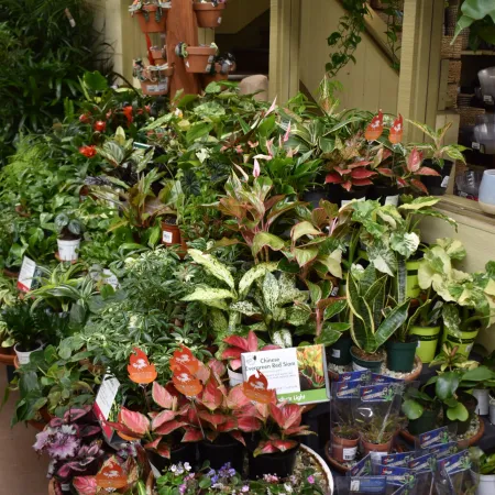 Variety of potted indoor plants and flowers displayed on shelves and tables in a garden shop.
