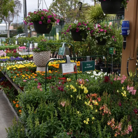 Outdoor garden center display with colorful flowers and hanging baskets on a sidewalk under cloudy sky.