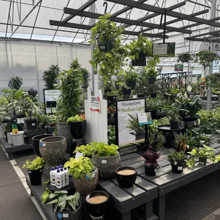 Indoor greenhouse section with various medium light houseplants in pots on wooden tables and hanging displays