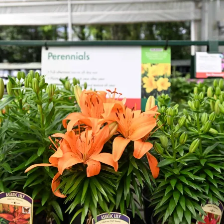 Bright orange Asiatic lilies blooming among green buds in a garden center with Perennials sign in background