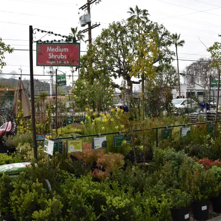 Outdoor garden center display featuring medium shrubs in pots with a sign indicating height 3 to 6 feet.