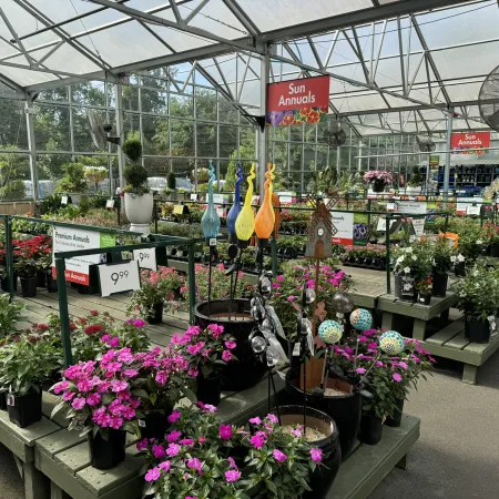 Greenhouse full of blooming sun annual plants with colorful garden decorations and price signs.