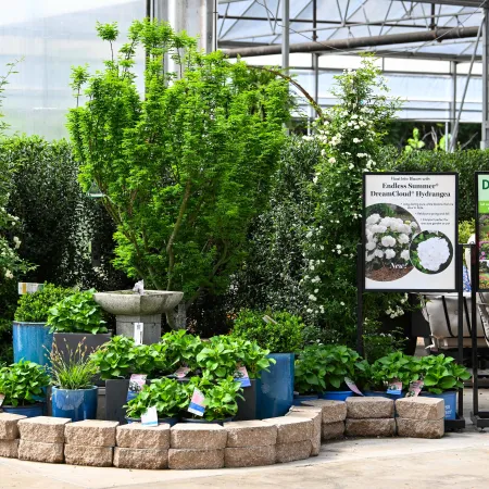 Garden center display with lush green plants, blue pots, stone border, and garden signage inside a greenhouse.