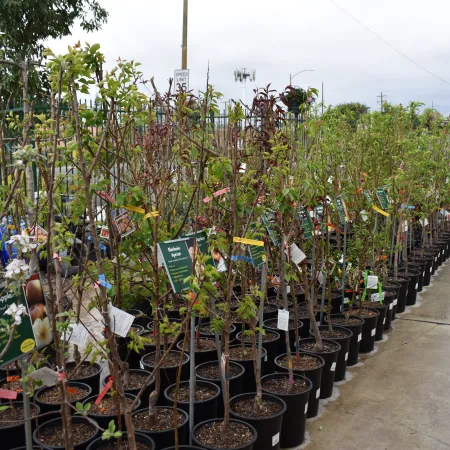 Row of potted young apple trees with labels displayed outdoors on a nursery sidewalk on a cloudy day