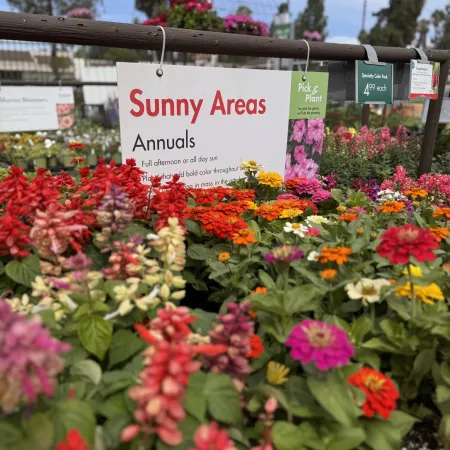 Colorful annual flowers for sunny areas displayed at a garden center with informational signs and blue sky.