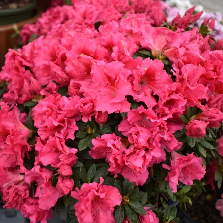 Cluster of vibrant pink azalea flowers with lush green leaves in an outdoor setting.