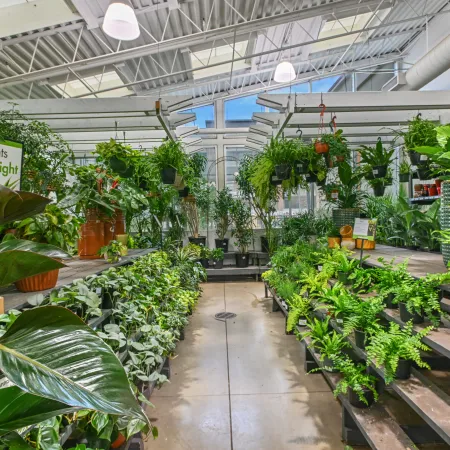 Indoor greenhouse aisle filled with various medium light houseplants in pots on shelves and hanging baskets.