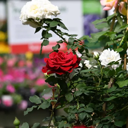 Red and white roses blooming on green leafy stems in a garden setting with blurred colorful background.