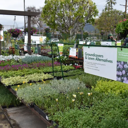 Outdoor plant nursery with various groundcovers and lawn alternatives on display under hanging flower baskets.
