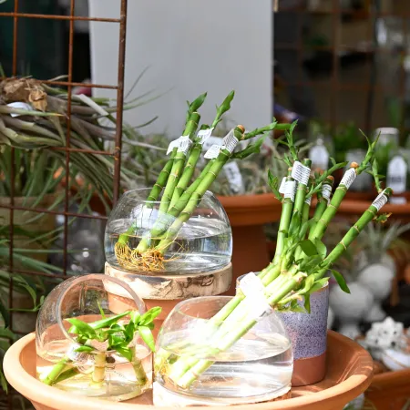 Bundles of lucky bamboo stems in glass vases filled with water on a terracotta plant stand