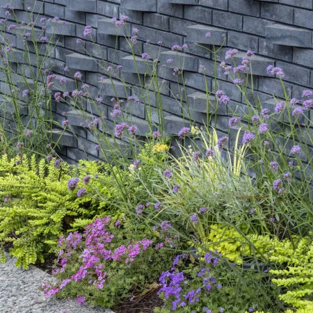 Garden bed with purple and pink flowers against a textured gray stone wall and gravel pathway.