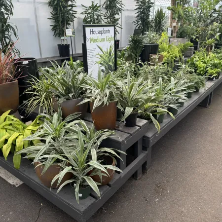 Variety of houseplants for medium light arranged on black display tables in a garden center.