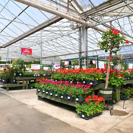 Interior of a large greenhouse filled with vibrant potted flowers arranged on multi-level displays under a transparent roof.