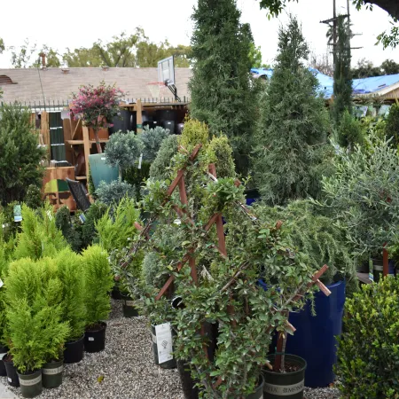 Outdoor nursery displaying various potted evergreen shrubs and topiary plants on gravel ground.