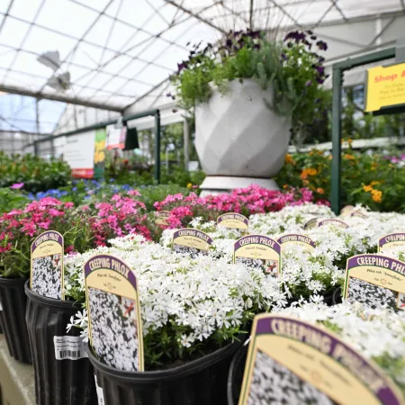 Rows of Creeping Phlox flowers in pots displayed in a bright greenhouse plant nursery.