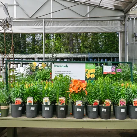 Row of potted perennial plants with colorful flowers on display inside a greenhouse nursery.