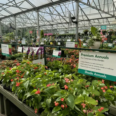 Brightly colored premium annual flowers displayed in a spacious greenhouse with informational signs and gardening supplies.