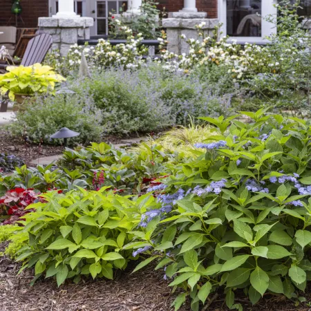 Lush garden bed with green foliage and blue flowers under a large tree near an outdoor seating area.