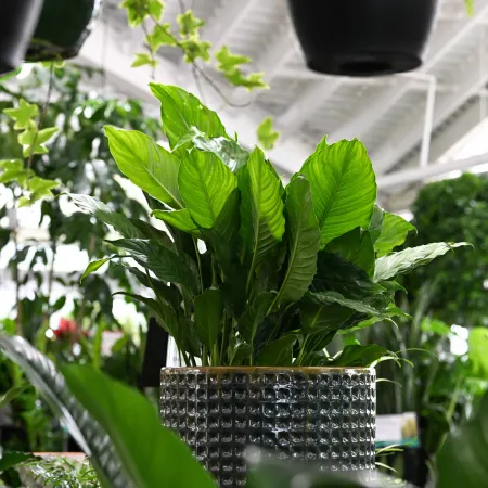 Lush green indoor plants in a decorative pot with bright natural light in a greenhouse setting