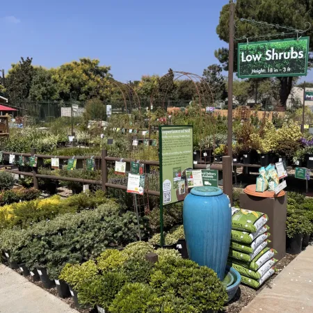 Outdoor nursery section with various low shrubs displayed in pots under clear blue sky sign says Low Shrubs.