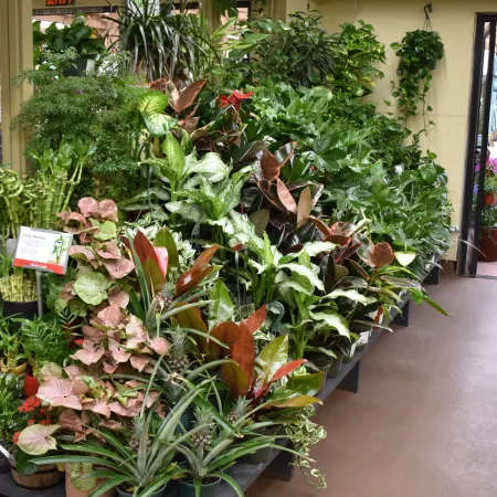 Indoor display of various green and flowering houseplants arranged on black stands in a showroom.