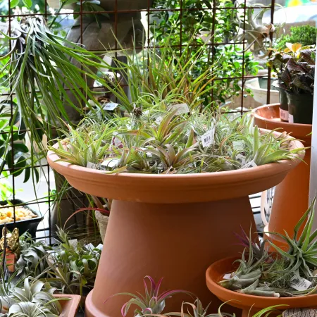 Terracotta planters filled with various air plants displayed in a bright garden shop