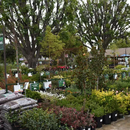 Outdoor garden center with various low shrub plants in pots and bags of soil under large trees on a cloudy day