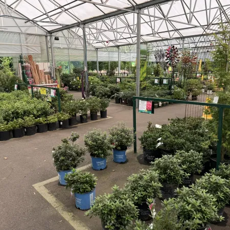 Greenhouse nursery with various potted shrubs and plants arranged on pavement under transparent roof.