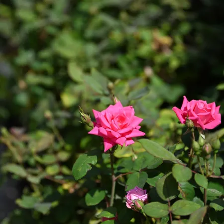 Bright pink roses blooming on green leafy rose bushes in natural outdoor sunlight