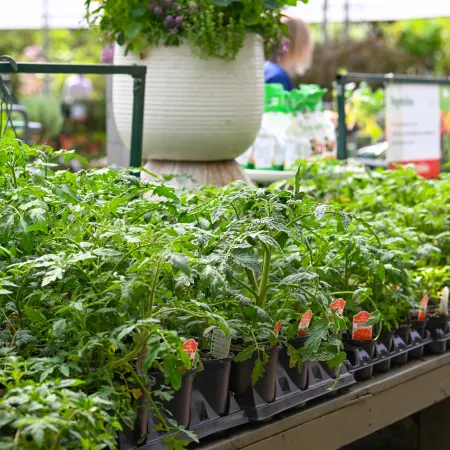 Rows of young tomato plants in black pots neatly displayed on a wooden table at a garden center.