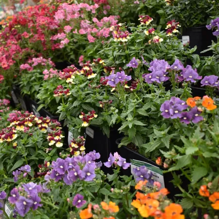 Rows of vibrant potted flowers including purple, orange, yellow, and pink blooms in a greenhouse setting.