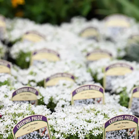 Pots of Creeping Phlox Snowflake plants with white flowers and labeled tags in a garden center.