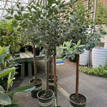 Small potted trees with dense green leaves arranged in a greenhouse plant nursery setting.