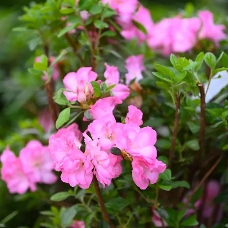 Close-up of vibrant pink flowers blooming on green leafy bushes in a garden setting