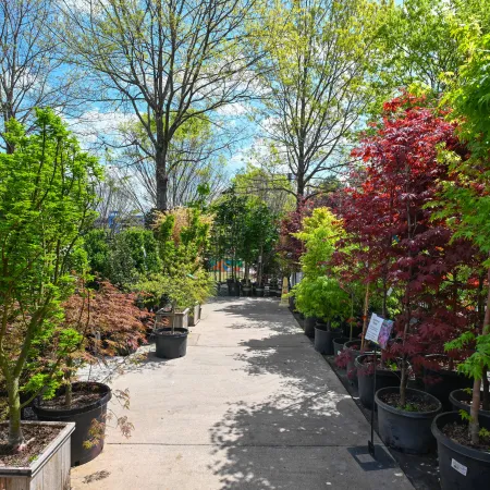 Sunlit nursery pathway lined with various potted trees featuring green and red foliage on a clear day.