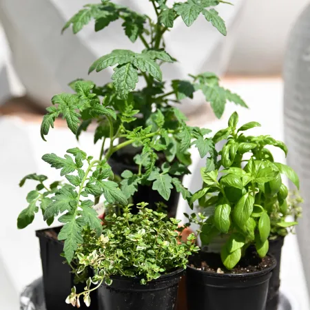 Close-up of small tomato, basil, and thyme plants in black pots on a white ceramic tray.