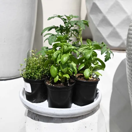 Four small potted herbs including basil and thyme on a white ceramic plate in natural light.