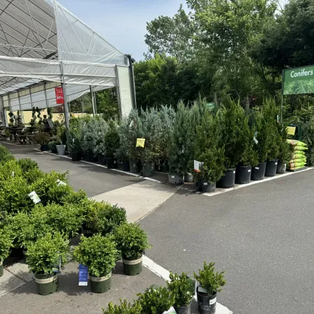 Outdoor garden center display of potted conifers and green shrubs under a white canopy on a sunny day.