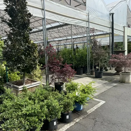 Outdoor garden center with various potted plants and trees under a large greenhouse structure on a sunny day