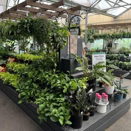 Indoor garden center with various green potted plants arranged on display tables under natural light