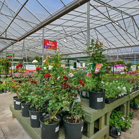 Greenhouse interior with various potted flowering plants arranged on wooden tables under transparent roof panels.