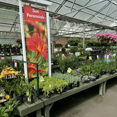 Indoor greenhouse display of various perennial plants with Sun Perennials sign and hanging pink flowers