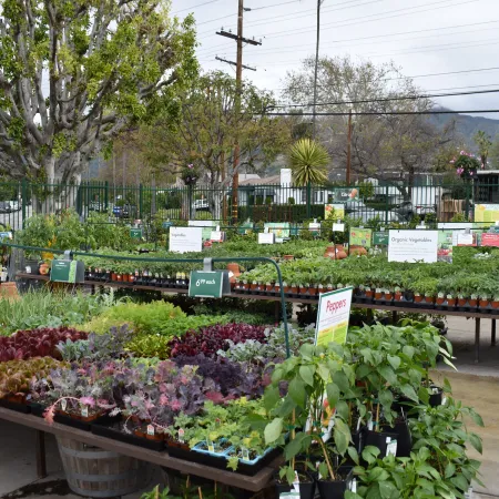 Outdoor garden center with diverse potted plants and vegetables on display tables under trees and power lines.