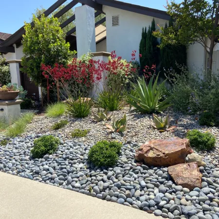 Drought-tolerant front yard with succulents, red flowering plants, rocks, and gray river stones near a white house.