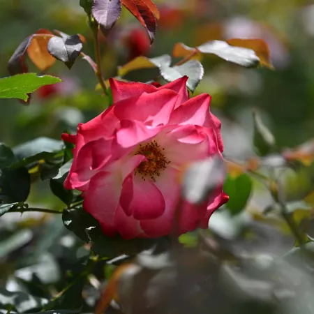 Pink and white rose blooming with green and reddish leaves in a sunlit garden.
