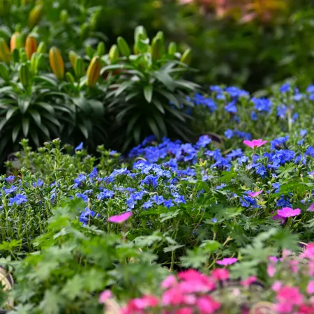 Colorful garden flowers with vibrant blue, pink, and yellow blooms surrounded by lush green foliage in a natural setting
