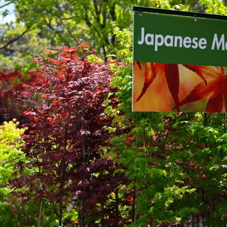 Green sign reading Japanese Maples amidst vibrant red and green maple trees in a sunlit garden.